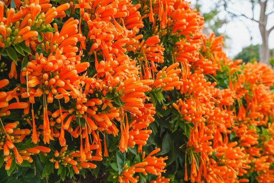 Flame vine (Pyrostegia venusta) dazzles with dense clusters of bright orange flowers, close-up view