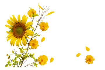 yellow flowers sunflowers, cosmos local flora arrangement flat lay postcard style 