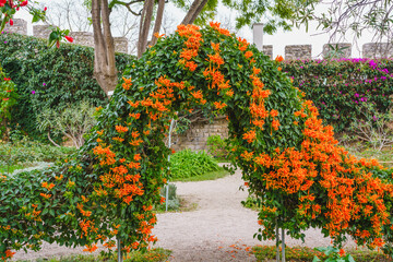 Fototapeta na wymiar Flame vine (Pyrostegia venusta) adorned with dense clusters of flowers, gracefully forming an enchanting floral arch