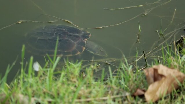 Mekong Snail-eating Turtle Sleeping Under Water Surface In Thailand. high angle shot