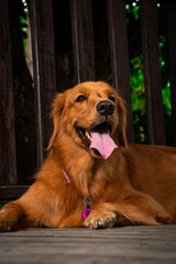 Elegancia Canina: Retratos de un Golden Retriever en su Esplendor