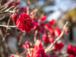 真っ赤な梅の花