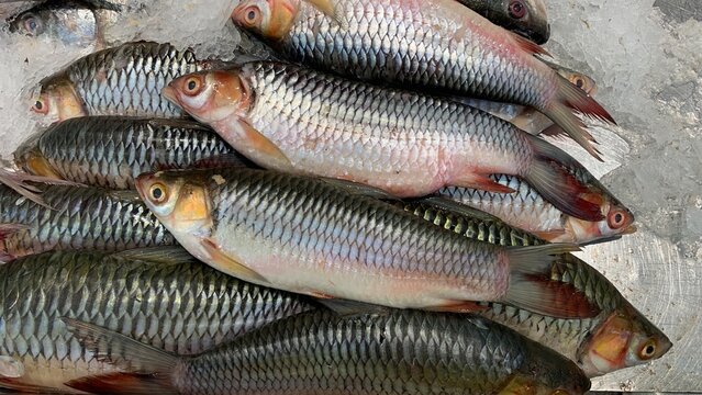 Bright and Big Rohu or Rui or Rohit Fish, scientific name Labeo Rohita, on the tray with ice