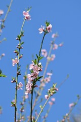 Pink flowers bloom in the garden. Peach flower blossom in spring season. 