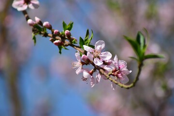 Pink flowers bloom in the garden. Peach flower blossom in spring season. 
