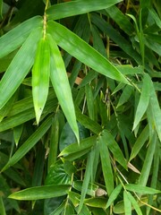 close up of bamboo leaves