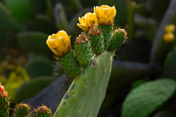Opuntia humifusa cactus, or devil's-tongue, eastern prickly pear or Indian fig with yellow flowers. Blurred background
