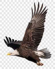 Bald eagle flying swoop attack hand draw and paint color on checkered background vector illustration.