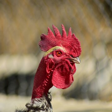 Rooster head close up.