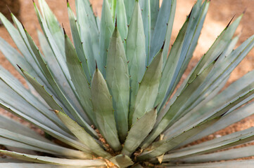 Agave (Asparagaceae) cactus plant with blurred background. Agaves are succulents, which form a rosette shape, with most species ending in a sharp terminal spine