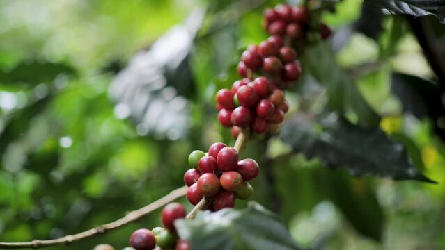 Coffee, ripe red cherries, ready to harvest.
