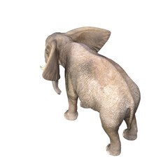 Elephant rendered in different poses and angles. 3D model, PNG.