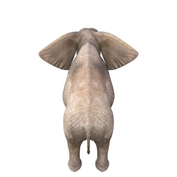 Elephant rendered in different poses and angles. 3D model, PNG.