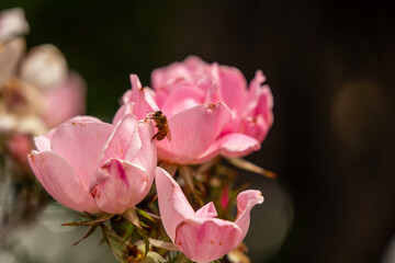Closeup of a bee pollinating roses in the garden