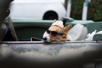 Charming corgi dog sunglasses and a beanie, ready for a whimsical road trip in a convertible...