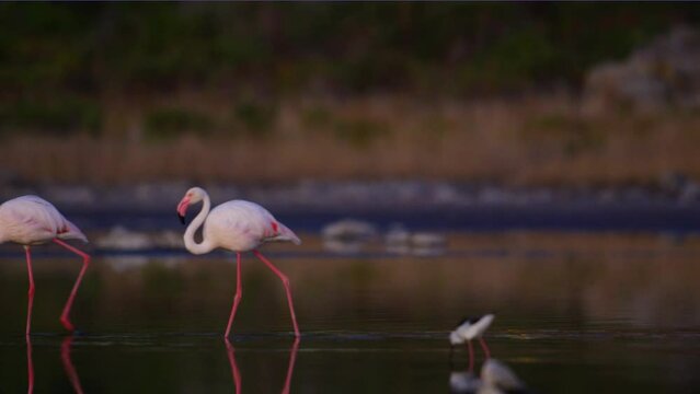 Migratory birds Greater Flamingo (Phoenicopterus roseus) wandering in the shallow water at the bird sanctuary in the early winter morning low light.