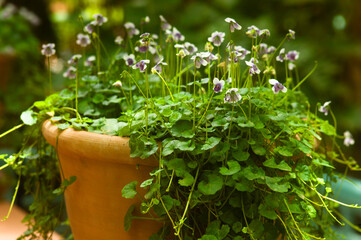 Terracotta pot with Viola hederacea or Australian violet flowers in a garden. Atmospheric photo. Selective focus