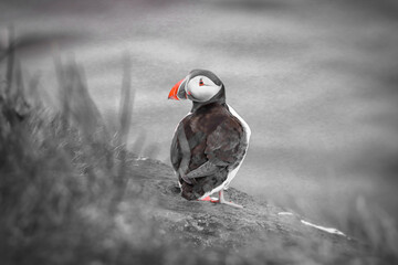 The Atlantic Puffin on the cliffs