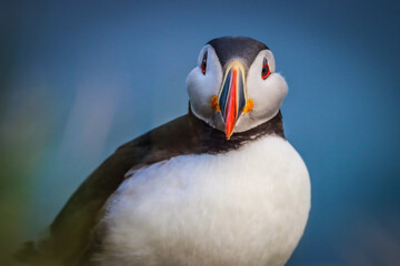The Atlantic Puffin on the cliffs