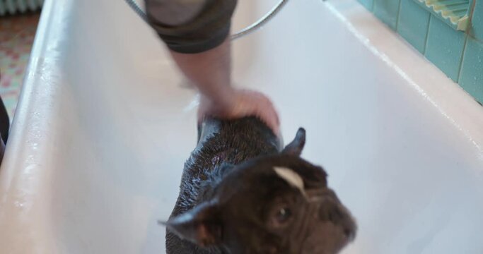 A French bulldog is rinsed off after being cleaned of mange in the bath.