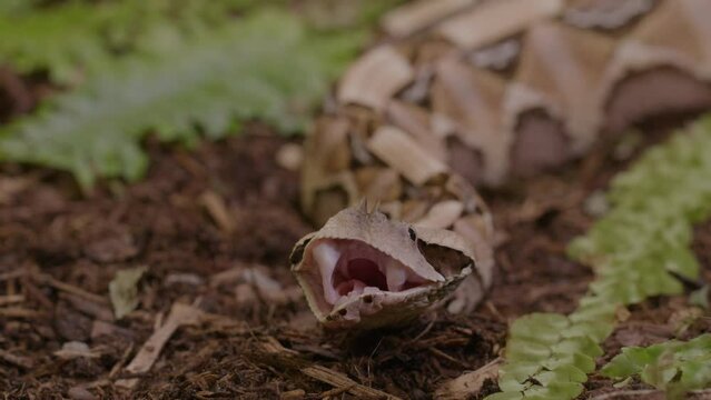 Gaboon viper yawning after a meal