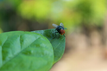 a fly perched on the tip of a leaf