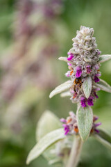 Closeup of a bee on woolly hedgenettle flower
