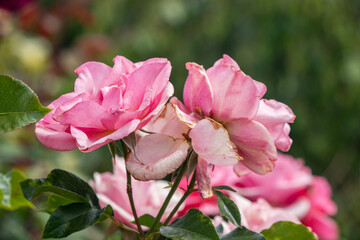 Closeup of pink roses in the garden