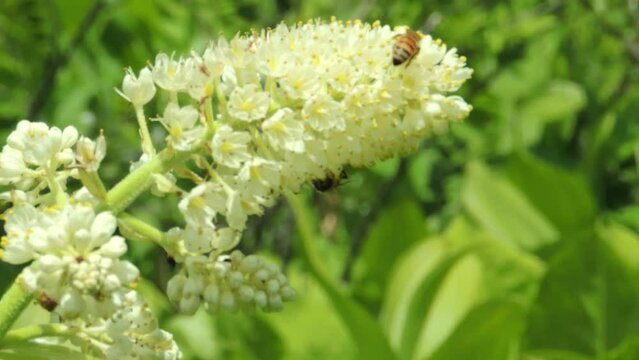 【山野草】コバイケイソウ（小梅蕙草：Veratrum stamineum）と蜜蜂
