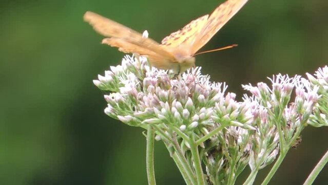 【山野草】サワヒヨドリ （沢鵯： Eupatorium lindleyanum）と蝶
