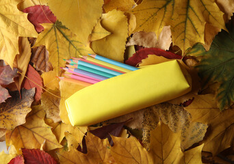 Pencil case with colored pencils on fallen autumn leaves. Back to school concept
