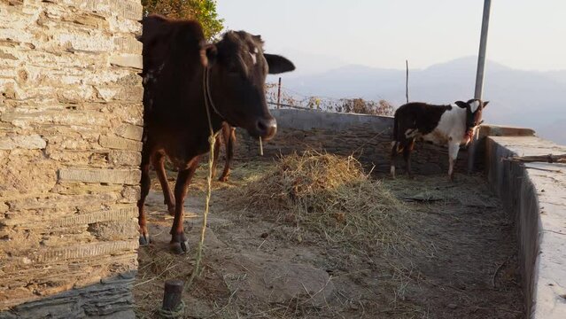 Scenic Footage: Badri Cow & Calf in Pauri Garhwal, Uttarakhand, India