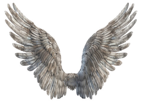 Flying wings isolated on transparent background