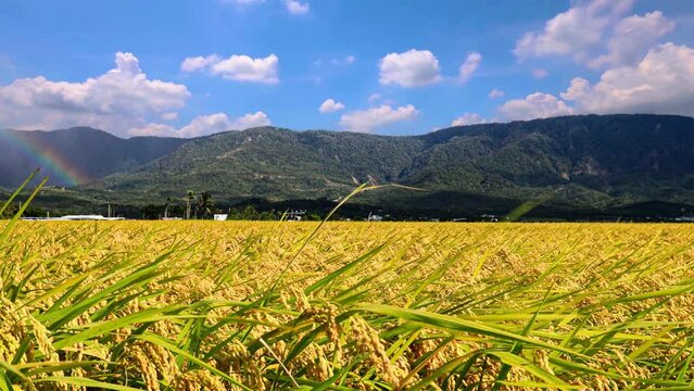 The golden rice is blown by the strong wind like ripple wave. Mesmerizing colors, alluring rolling hill,blue sky and flying clouds form a scenic scene.High quality video. Chishang, Taitung, Taiwan. 4K