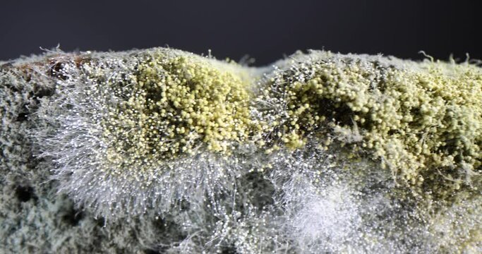 Heavy mold and moss grown on stale bread slice macro