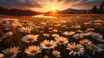 Deurstickers landscape view of sunset in a daisy field © kucret