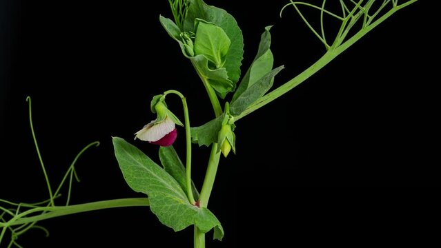 pea plant flower and pod forming time lapse