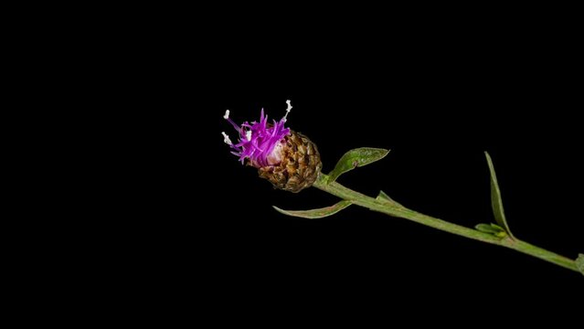 knapweeds flower opening time lapse