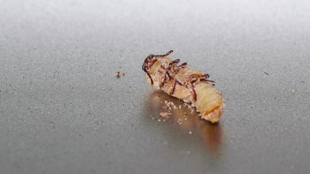 hatching of mealworm beetle time lapse