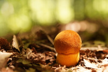 アカヤマドリ幼菌