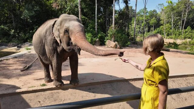 Woman in yellow dress feeding an elephant in a sanctuary, promoting wildlife conservation and ethical tourism