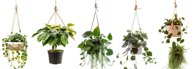 collection of hanging house plants in various pots, isolated on a transparent background