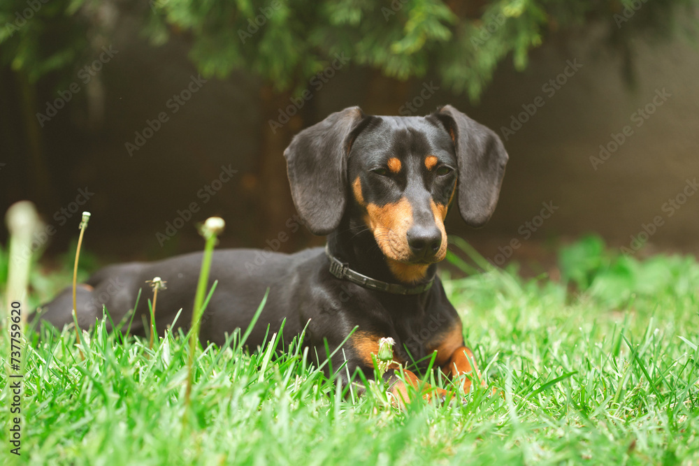 Sticker a cute dachshund in a lush spring garden