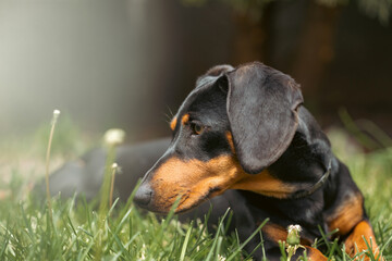 A cute dachshund in a  lush spring garden