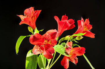 Fototapeta premium Red Alstroemeria flower on black background