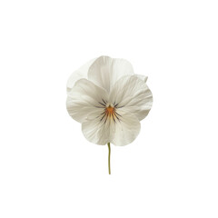 white flower isolated on white