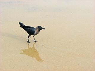 A crow forages on the beach