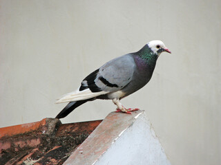 A pigeon perched on the top of a building