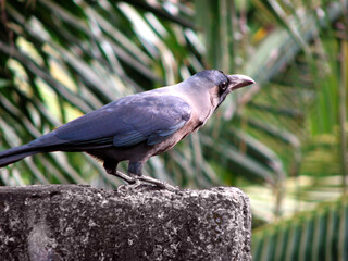 A crow perched on a wall