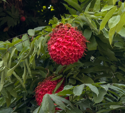 Rose of Venezuela, Scarlet Flame Bean on tree
